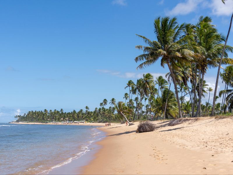 Orla da Praia do Forte, com coqueiros espalhados pela areia