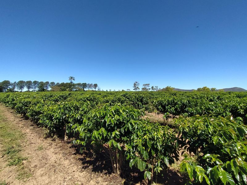 Plantação em Piatã, Bahia