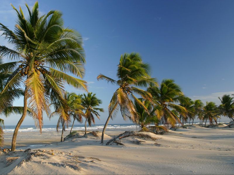 Coqueiros enfileirados na Praia do Mangue Seco, com o mar ao fundo