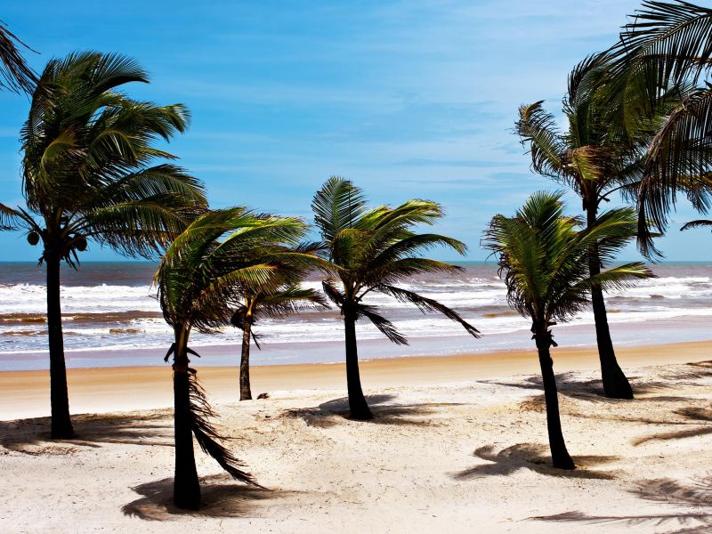 Coqueiros na beira da praia de Canasvieiras