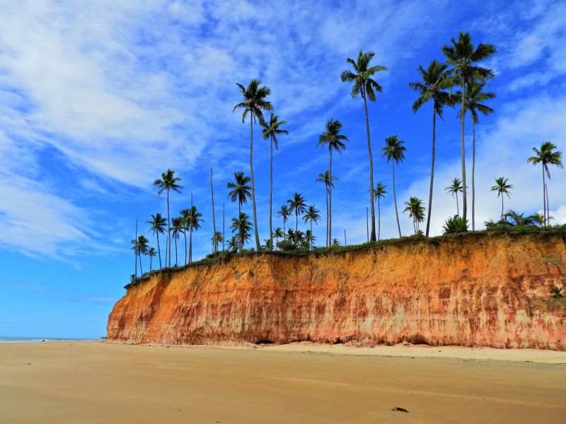 Coqueiros sobre uma falésia na orla da praia de Prado